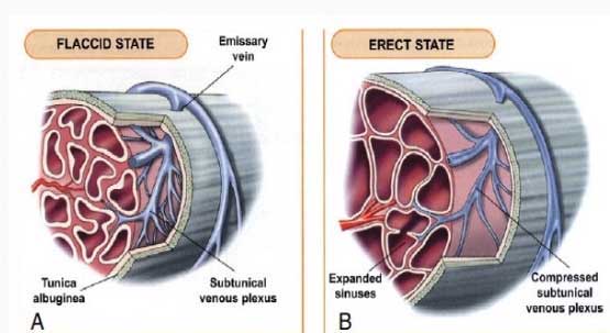 Understand Lithotripsy and Cost Effective Treatment in india with EDTreatmentIndia