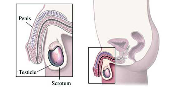 Orchiectomy Treatment Surgery Cost in Mumbai Chennai Delhi Kolkata Hyderabad Bangalore Pune Ahmedabad India