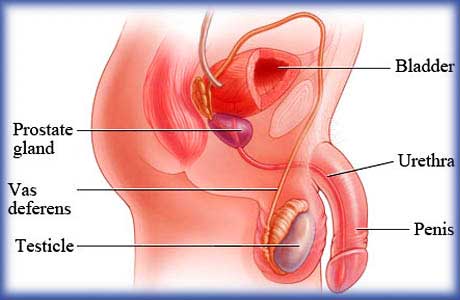 The prostate gland very frequently mispronounced prostate