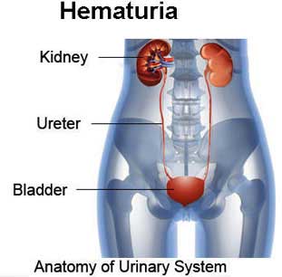Cystoscopy Surgery in India - anatomy of urinary system